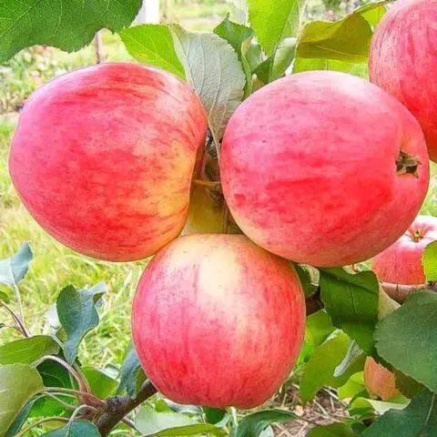 Planting and pruning creeping apple trees