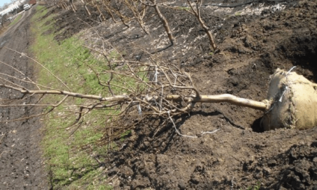 Planting and pruning creeping apple trees