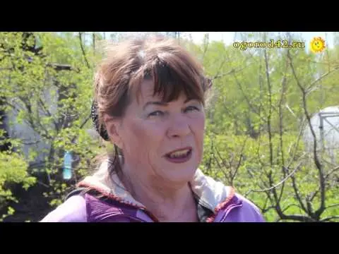 Planting and pruning creeping apple trees