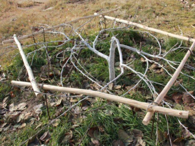 Planting and pruning creeping apple trees