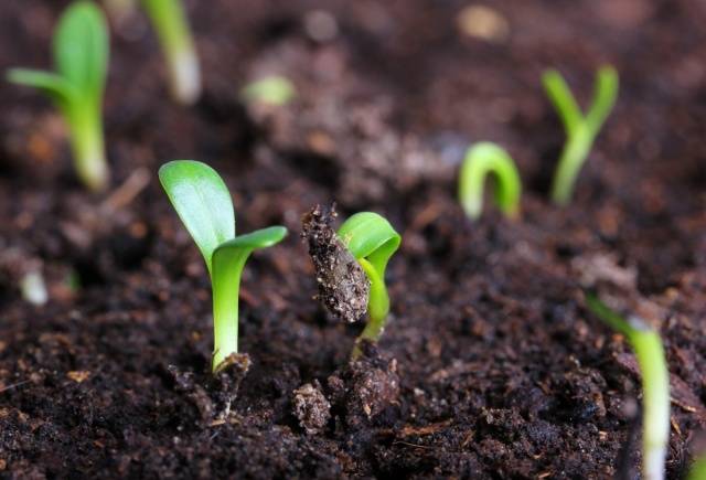 Planting annual flowers for seedlings