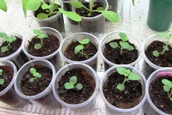 Planting annual flowers for seedlings