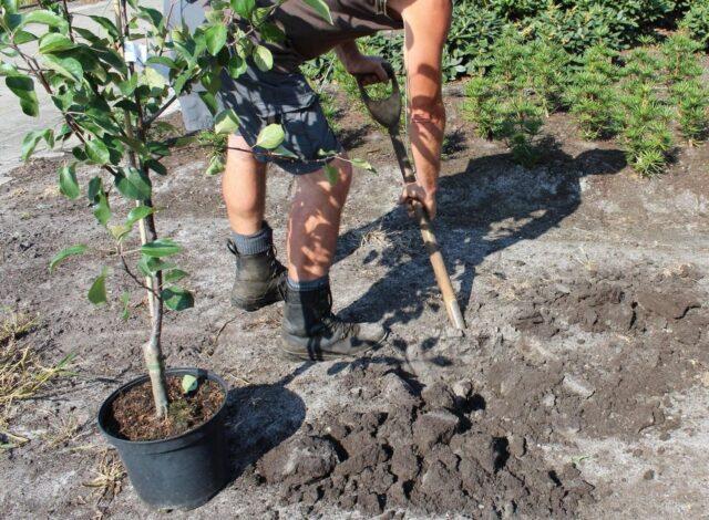 Planting apple tree seedlings in the spring in the suburbs