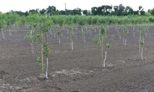 Planting apple tree seedlings in the spring in the suburbs