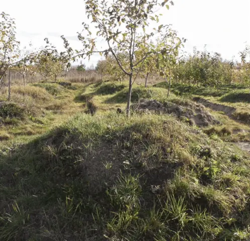 Planting apple tree seedlings in the spring in the suburbs