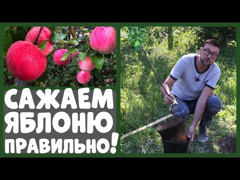 Planting apple tree seedlings in the spring in the suburbs