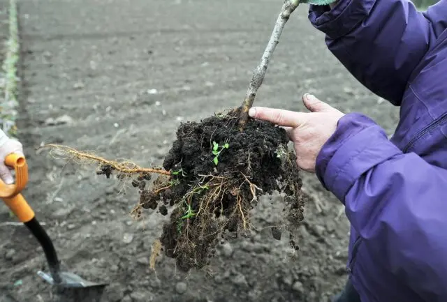 Planting apple tree seedlings in the spring in the suburbs