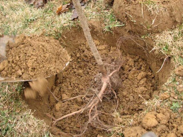 Planting apple tree seedlings in the spring in the suburbs