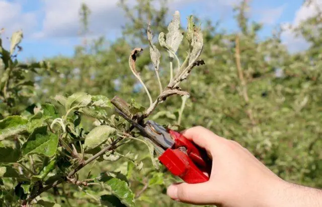 Planting apple tree seedlings in the spring in the suburbs