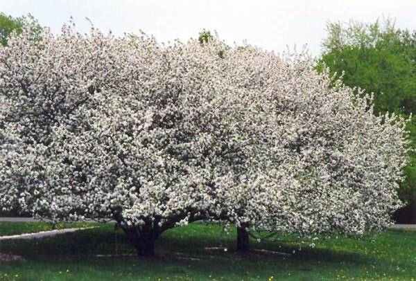 Planting apple trees in autumn in the Leningrad region