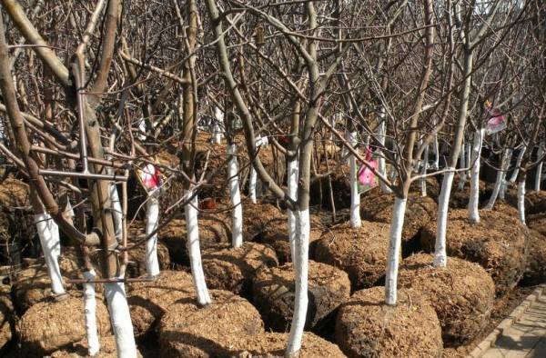 Planting apple trees in autumn in the Leningrad region