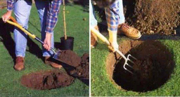 Planting apple trees in autumn in the Leningrad region