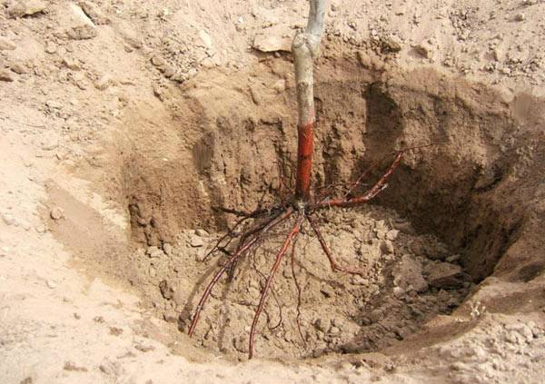 Planting apple trees in autumn in the Leningrad region