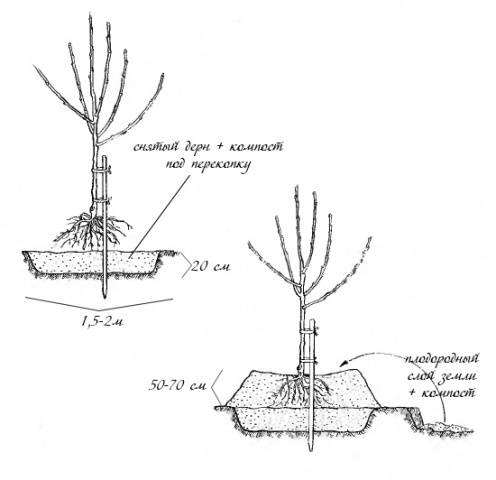 Planting apple trees in autumn in the Leningrad region