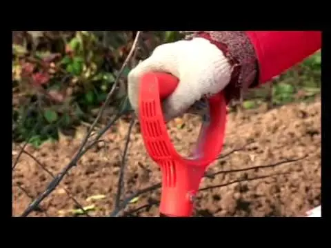 Planting apple trees in autumn in the Leningrad region