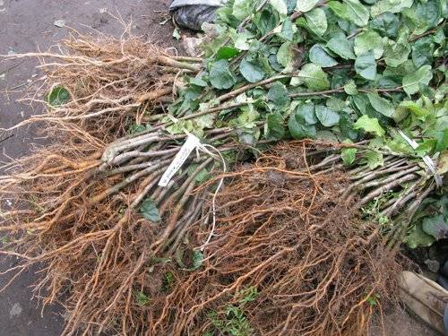 Planting apple trees in autumn in the Leningrad region