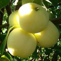 Planting apple trees in autumn in the Leningrad region