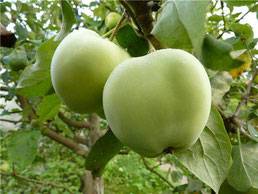 Planting apple trees in autumn in the Leningrad region