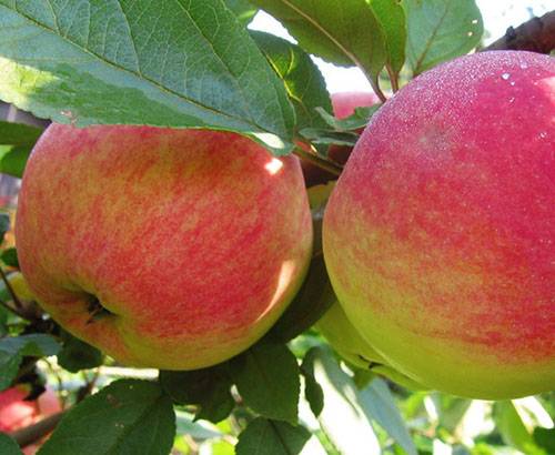 Planting apple trees in autumn in the Leningrad region