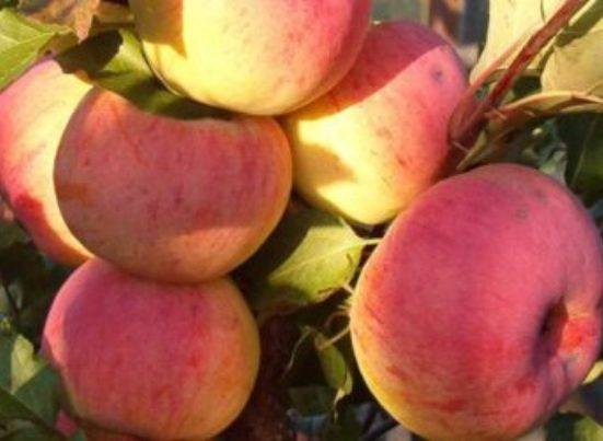 Planting apple trees in autumn in the Leningrad region