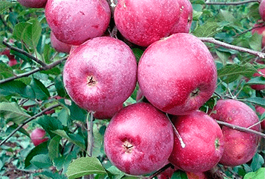 Planting apple trees in autumn in the Leningrad region