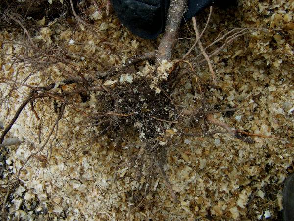 Planting apple trees in autumn in the Leningrad region