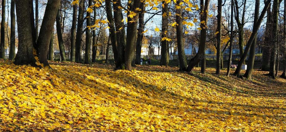 Planting apple trees in autumn in the Leningrad region