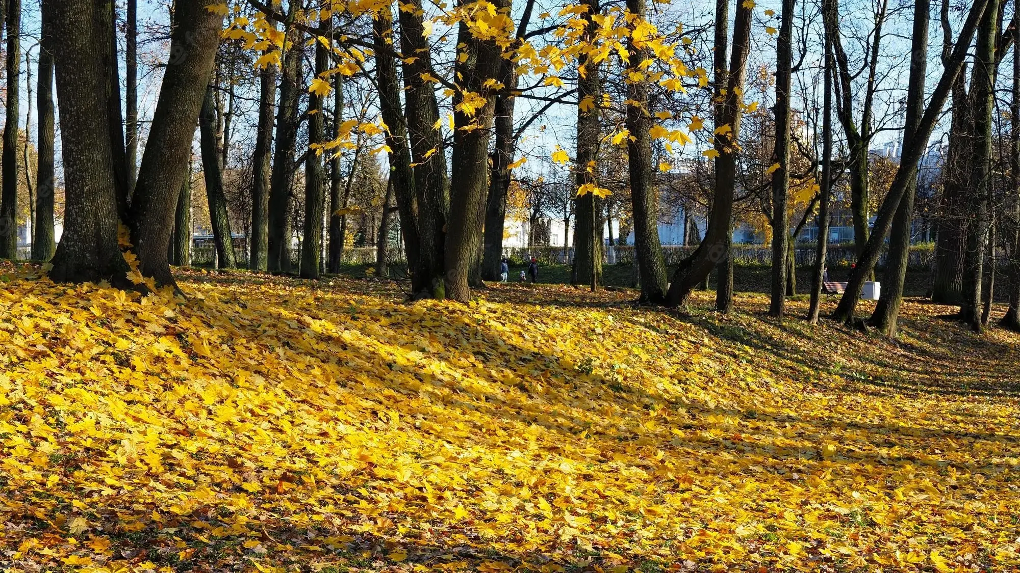 Planting apple trees in autumn in the Leningrad region