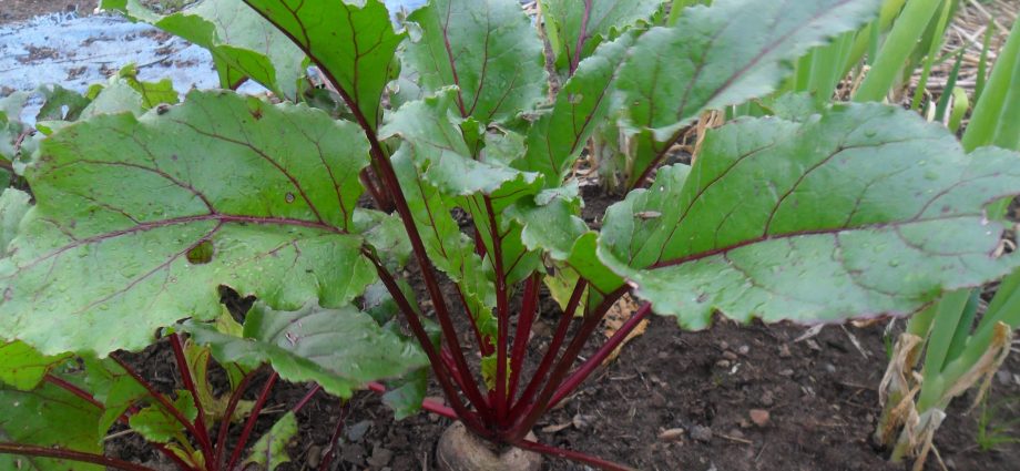 Planting beets before winter: technique and advantages of the method