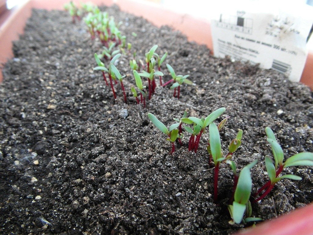 Planting beets with seeds in open ground: scheme