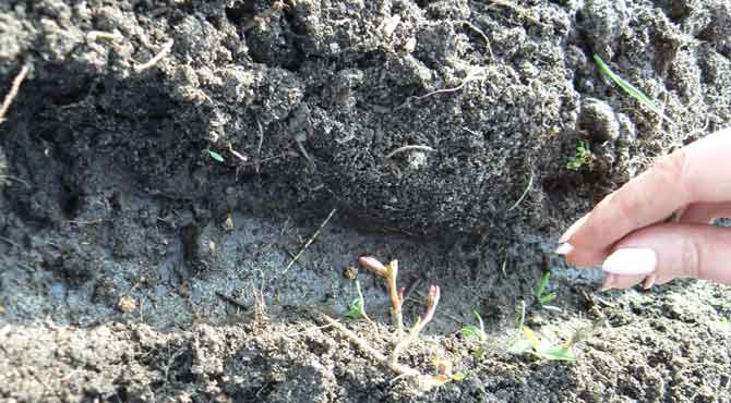 Planting beets with seeds in open ground: scheme