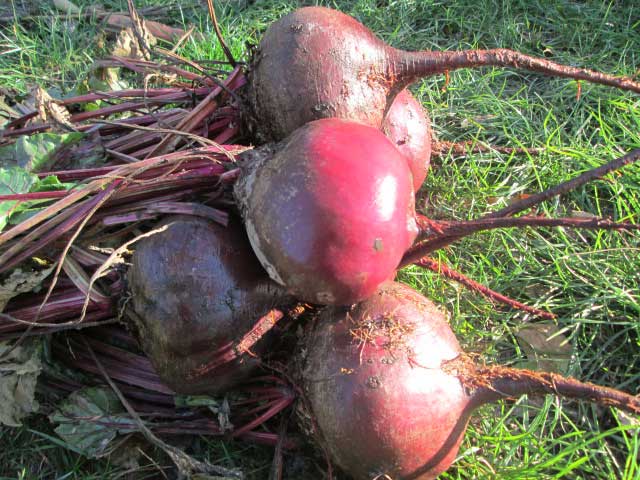 Planting beets with seeds in open ground: scheme