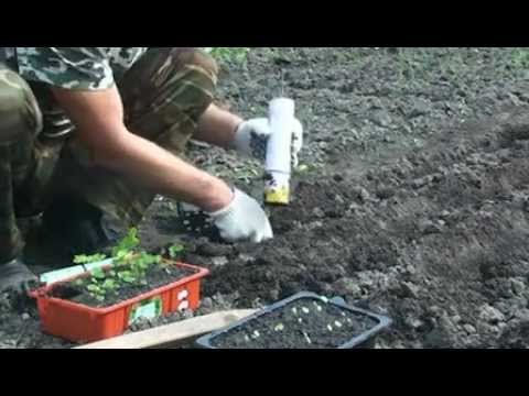 Planting beets with seeds in open ground: scheme