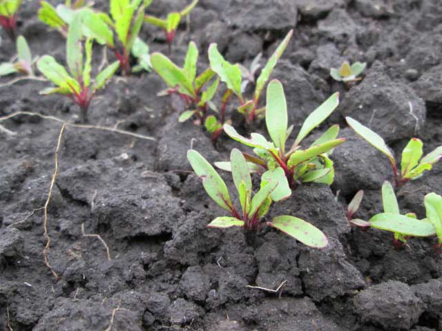 Planting beets with seeds in open ground: scheme