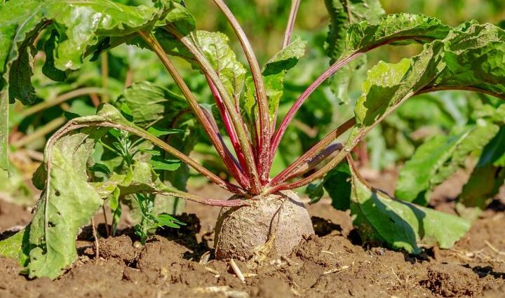 Planting beets with seeds in open ground: scheme