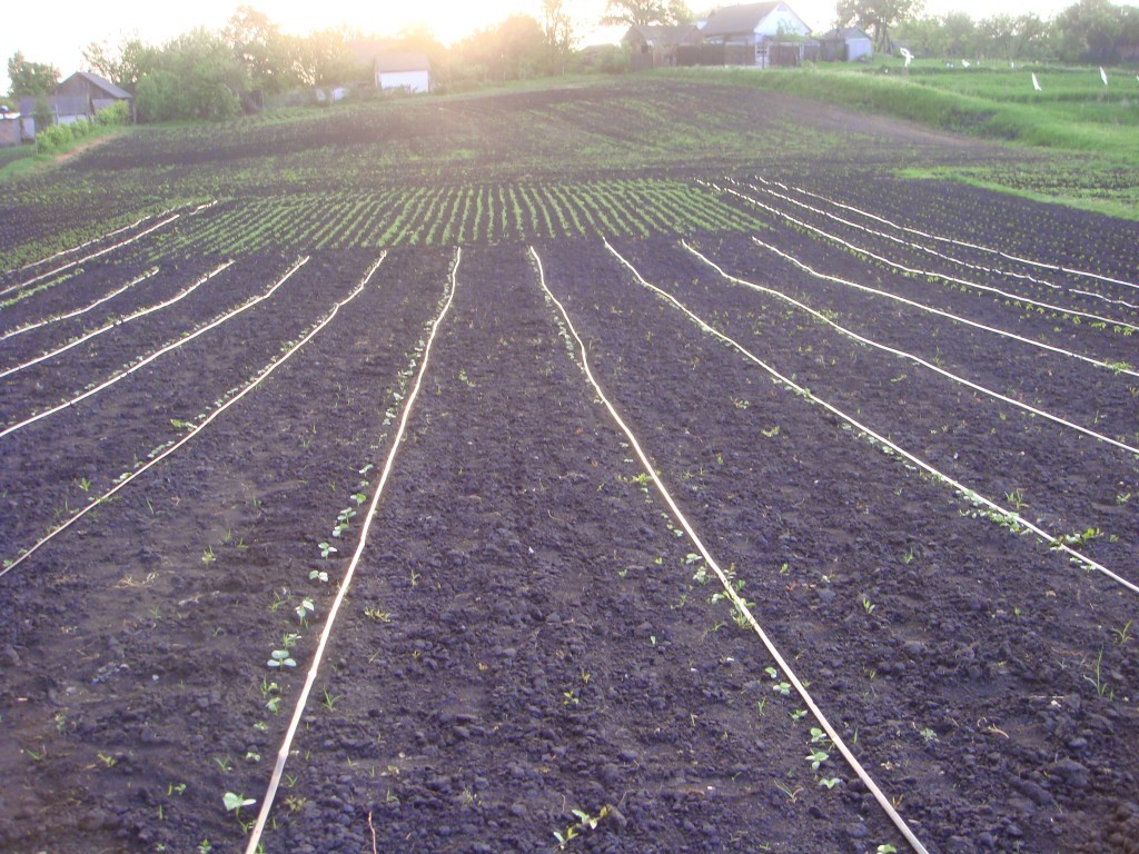 Planting beets with seeds in open ground: scheme