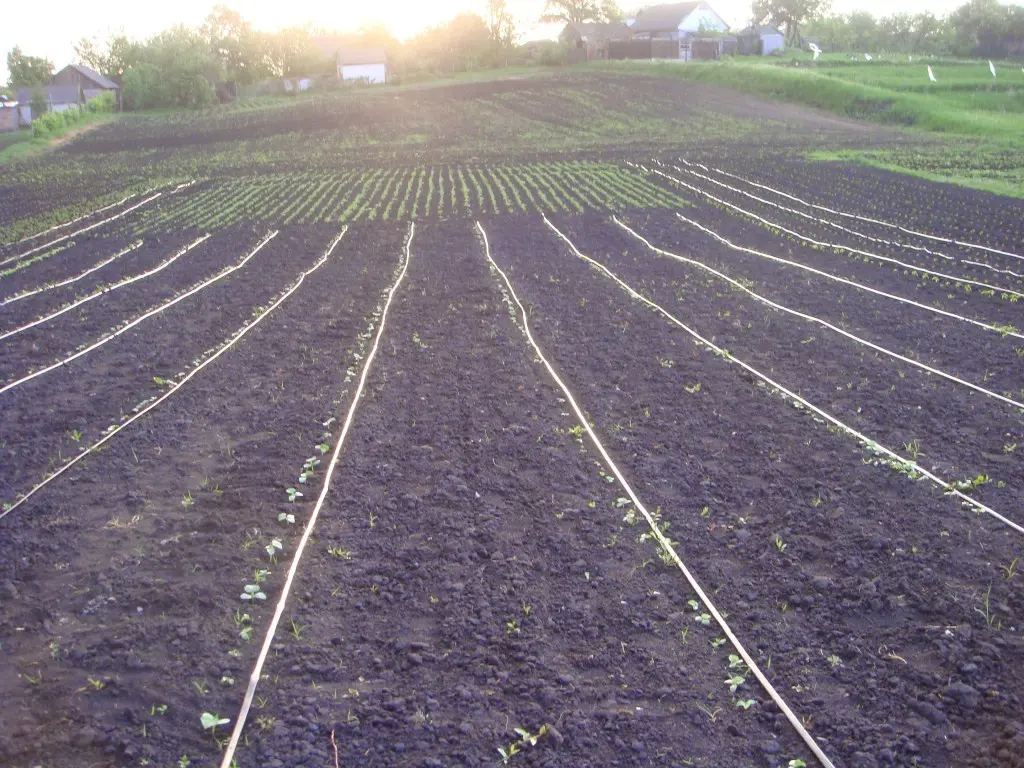 Planting beets with seeds in open ground: scheme