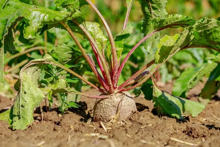 Planting beets with seeds in open ground: scheme