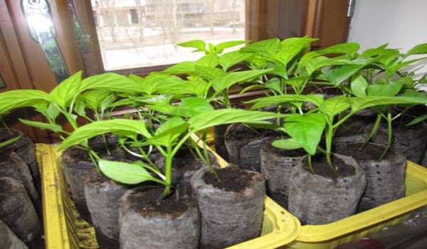 Planting bell pepper for seedlings: timing, video