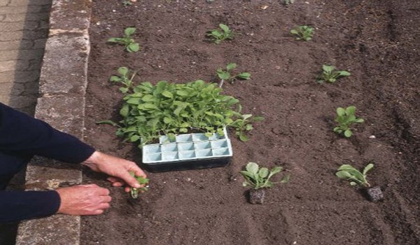 Planting bell pepper for seedlings: timing, video