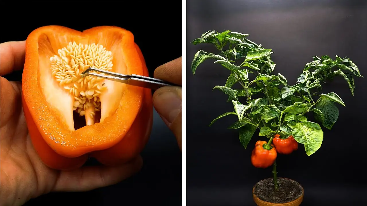 Planting bell pepper for seedlings: timing, video