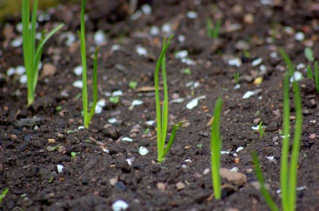 Planting black onions before winter