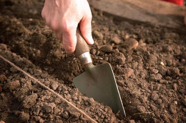 Planting black onions before winter