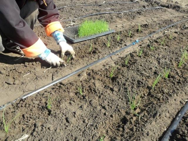 Planting black onions before winter