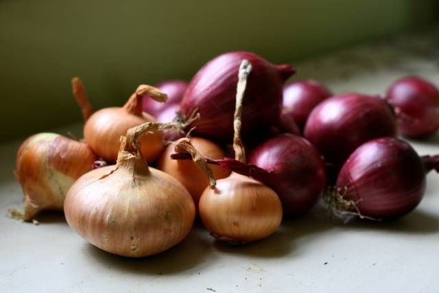 Planting black onions before winter