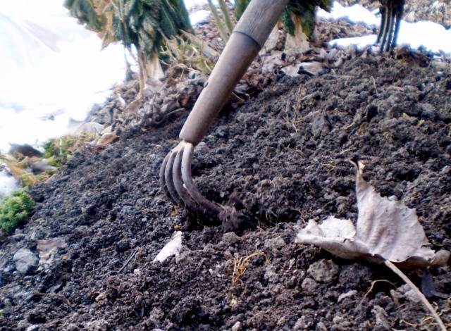 Planting black onions before winter