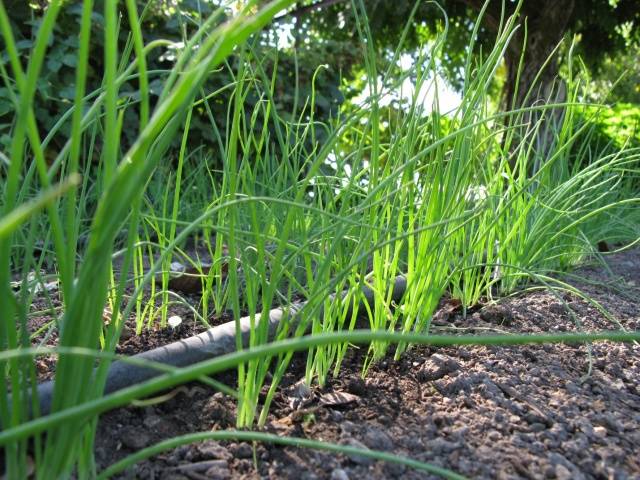 Planting black onions before winter