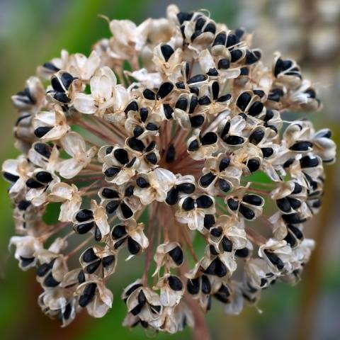 Planting black onions before winter