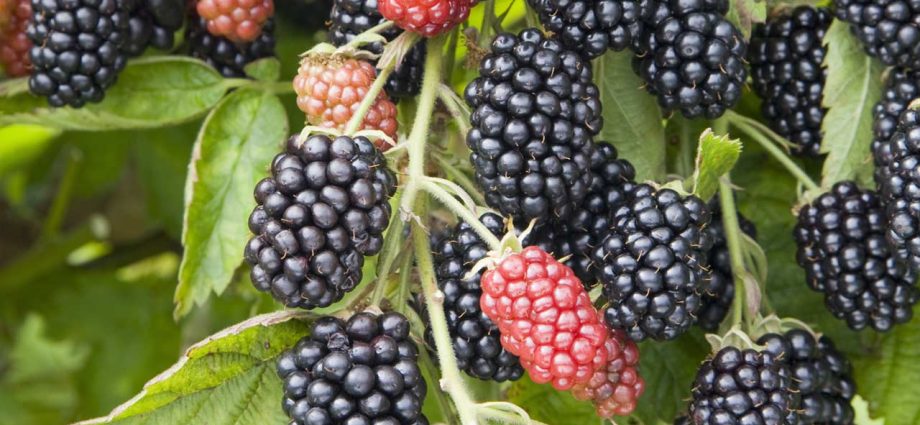 Planting blackberries: choosing a place and technology for planting