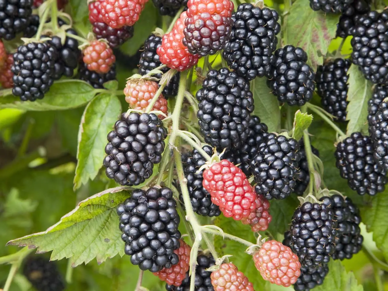 Planting blackberries: choosing a place and technology for planting